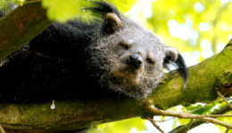 5. Taman 06-06-14 Binturong 258a