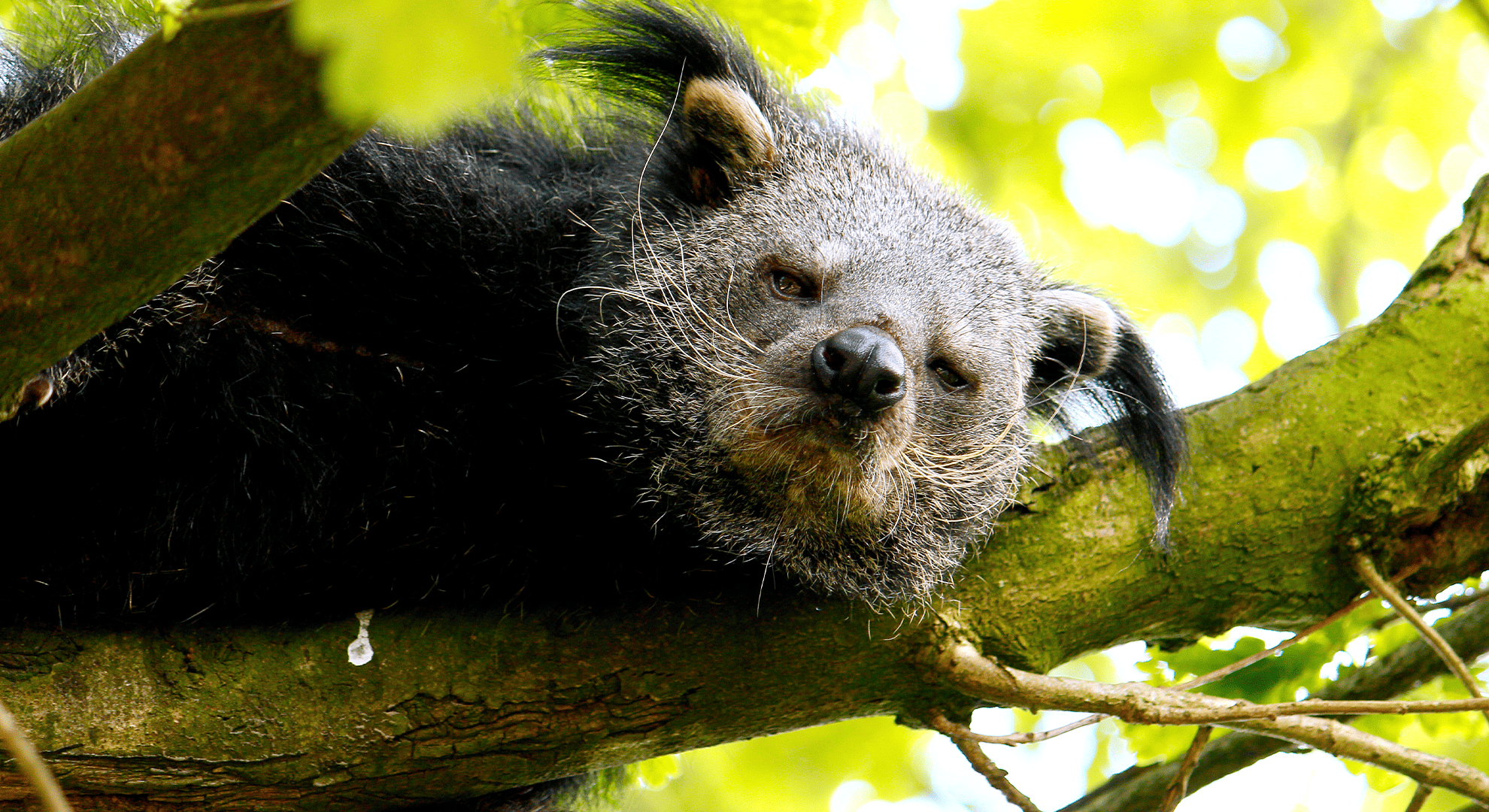5. Taman 06-06-14 Binturong 258a