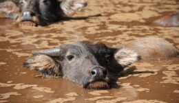 waterbuffel (Foto Pixabay)
