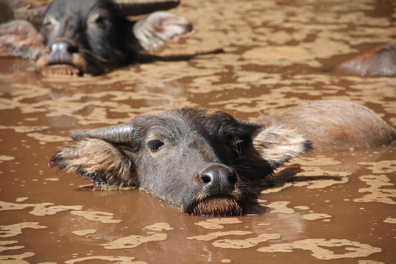 waterbuffel (Foto Pixabay)