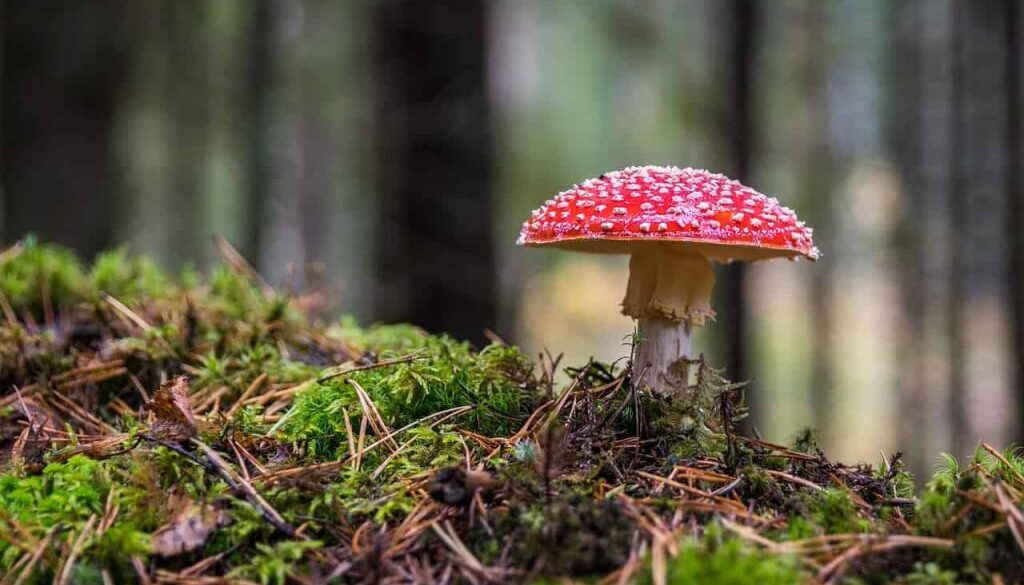paddestoel (Foto Pixabay)