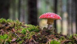 paddestoel (Foto Pixabay)