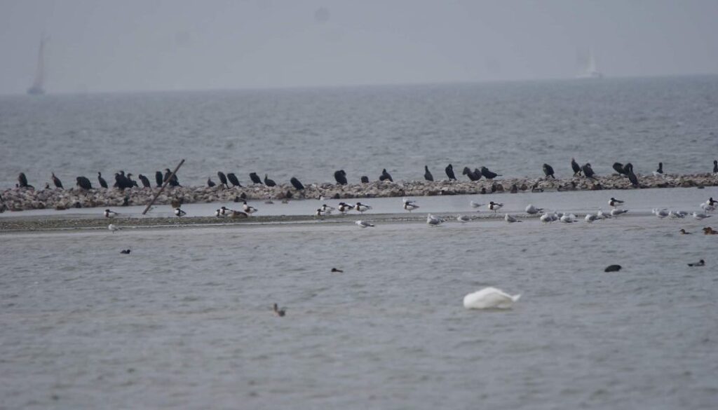 2 december excursie Gaasterland fotograaf Albert Steenbergen