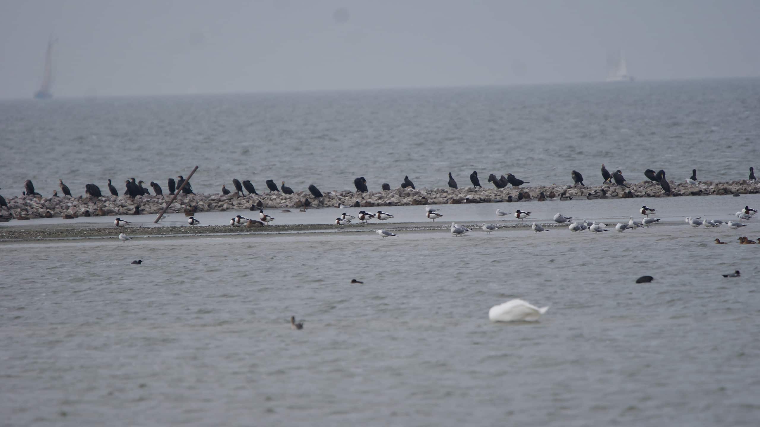 2 december excursie Gaasterland fotograaf Albert Steenbergen