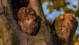 Bosuil in holte dode beuk