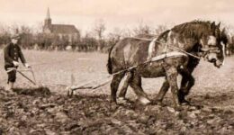 Het Heideveld