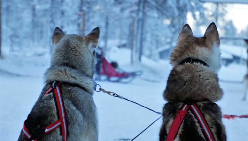 lapland (Foto Pixabay)