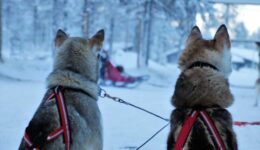 lapland (Foto Pixabay)