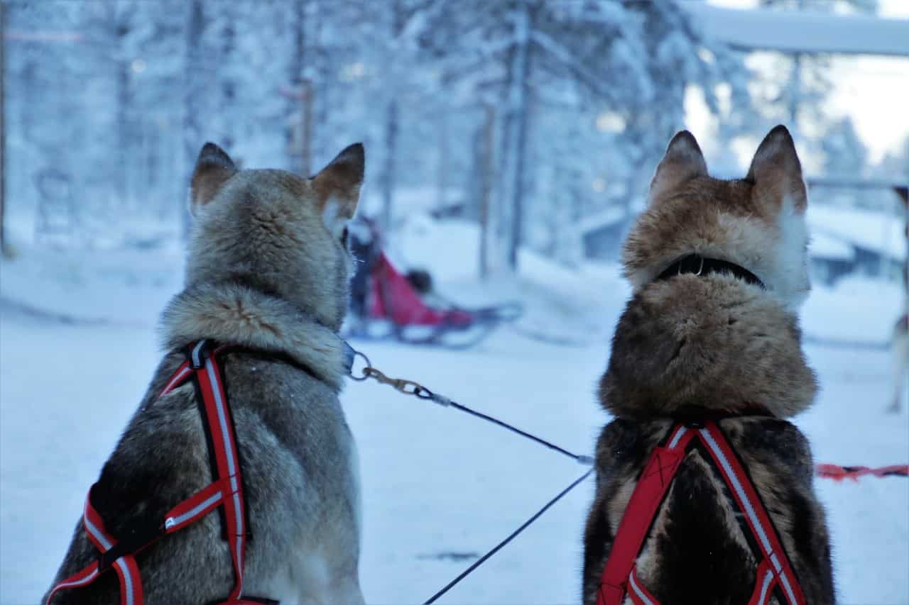 lapland (Foto Pixabay)
