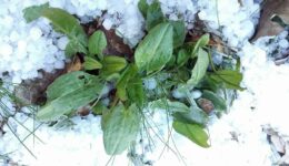 veldzuring-winter