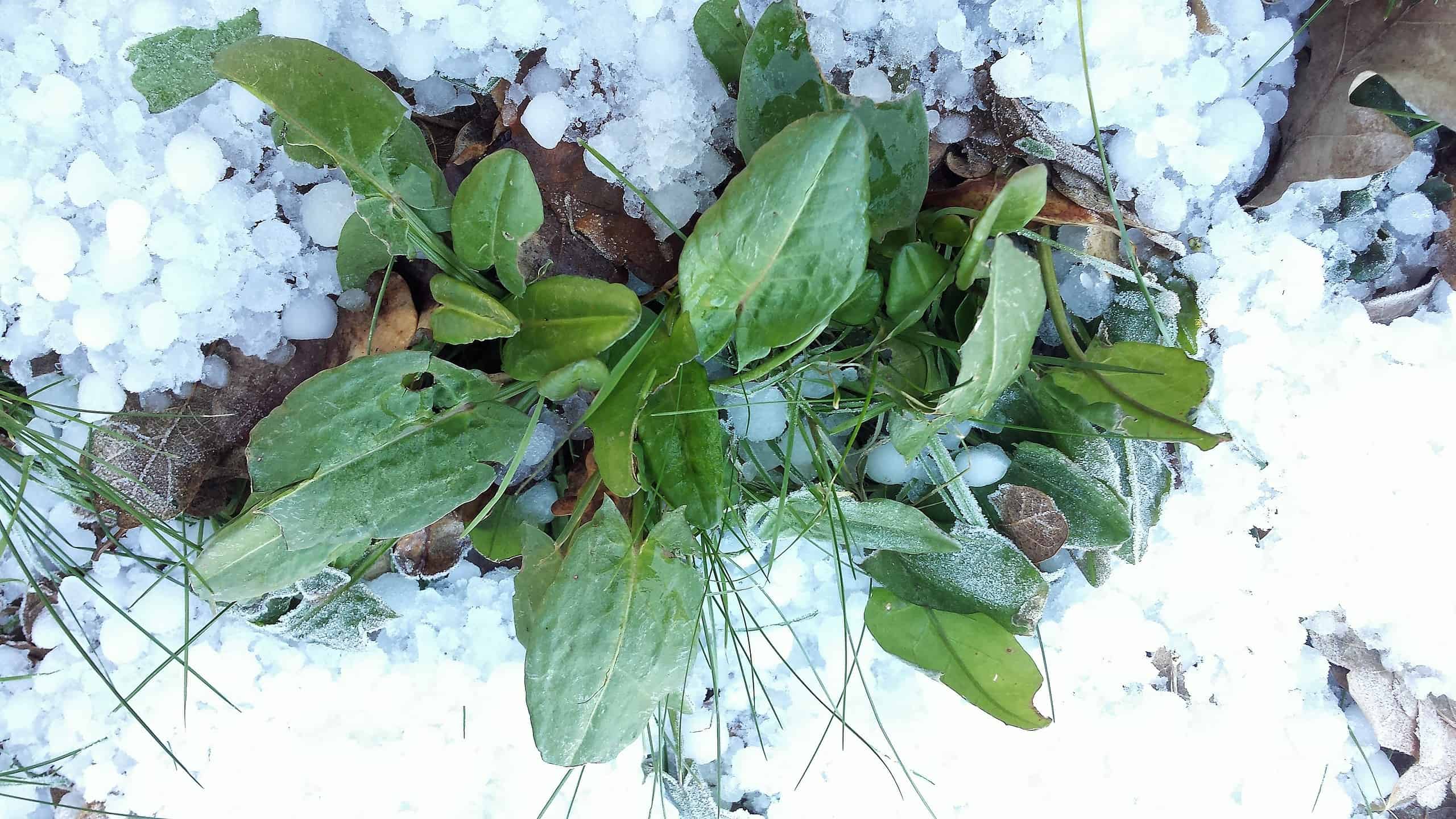 veldzuring-winter