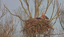 lezing 14 december fotograaf Albert Draaijer Zeearenden op nest