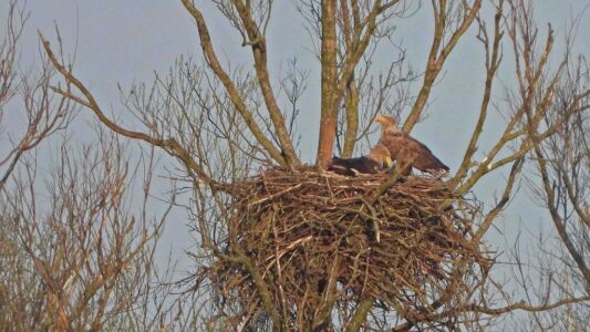 lezing 14 december fotograaf Albert Draaijer Zeearenden op nest