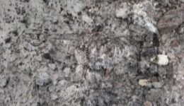 Prehistorische ontdekking rund bij VisscherHolland Steenwijk