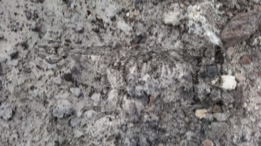 Prehistorische ontdekking rund bij VisscherHolland Steenwijk
