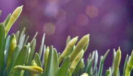 narcissen (Foto Pixabay)