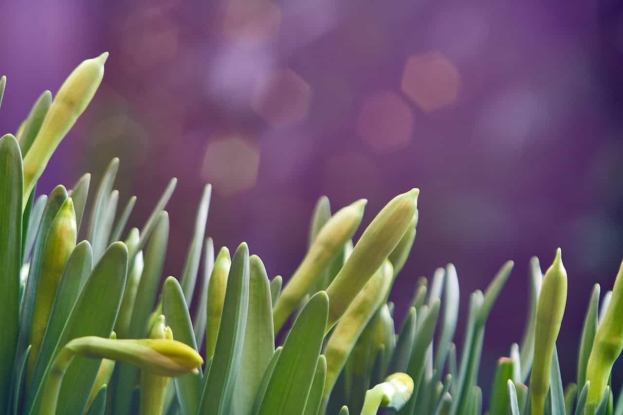 narcissen (Foto Pixabay)