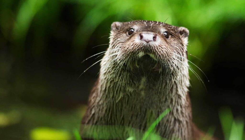 ©Ronald Messemaker Otter