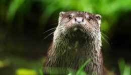 ©Ronald Messemaker Otter