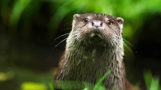 ©Ronald Messemaker Otter