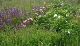 Hoe-grond-tot-leven-komt-Clegyr-levende-tuin-1