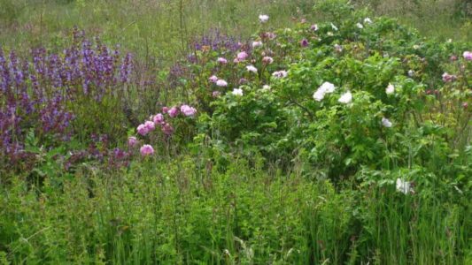 Hoe-grond-tot-leven-komt-Clegyr-levende-tuin-1