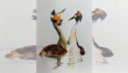 Workshop vogels schilderen