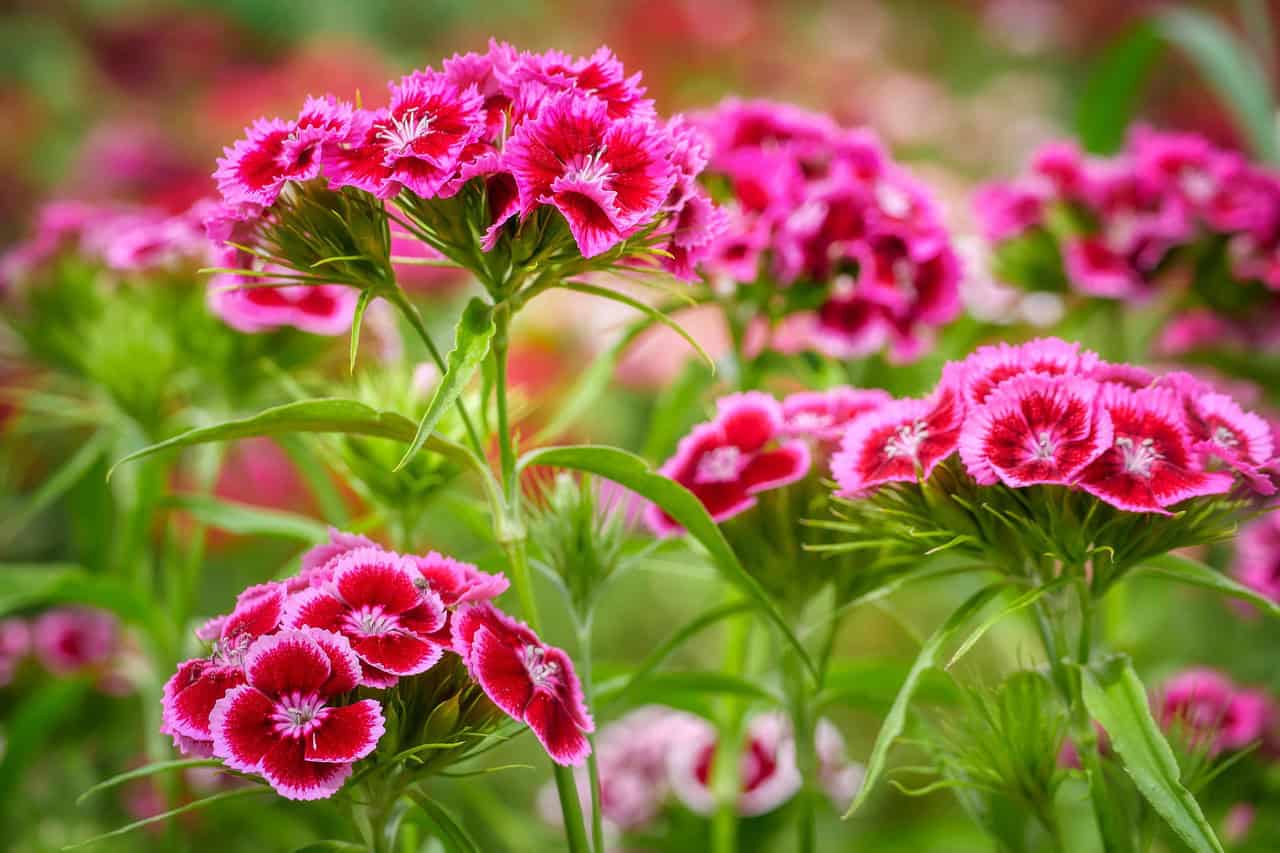 duizendschoon (Foto Pixabay)