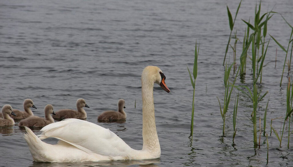 zwaan met jongen (Foto Pixabay)