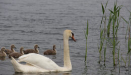 zwaan met jongen (Foto Pixabay)