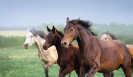 Paarden ©Freepik