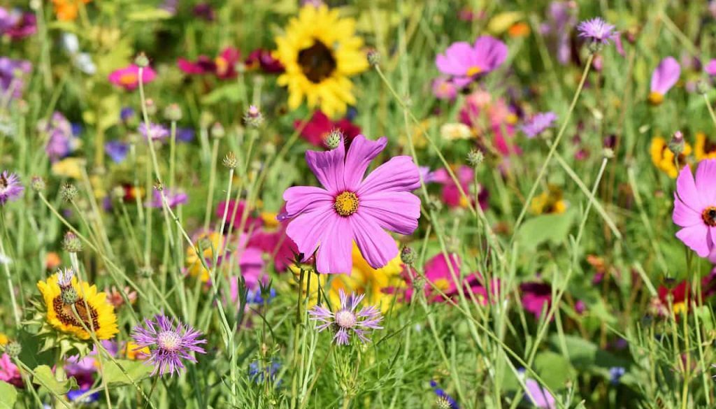 bloemenmengsel (Foto Pixabay)