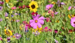 bloemenmengsel (Foto Pixabay)