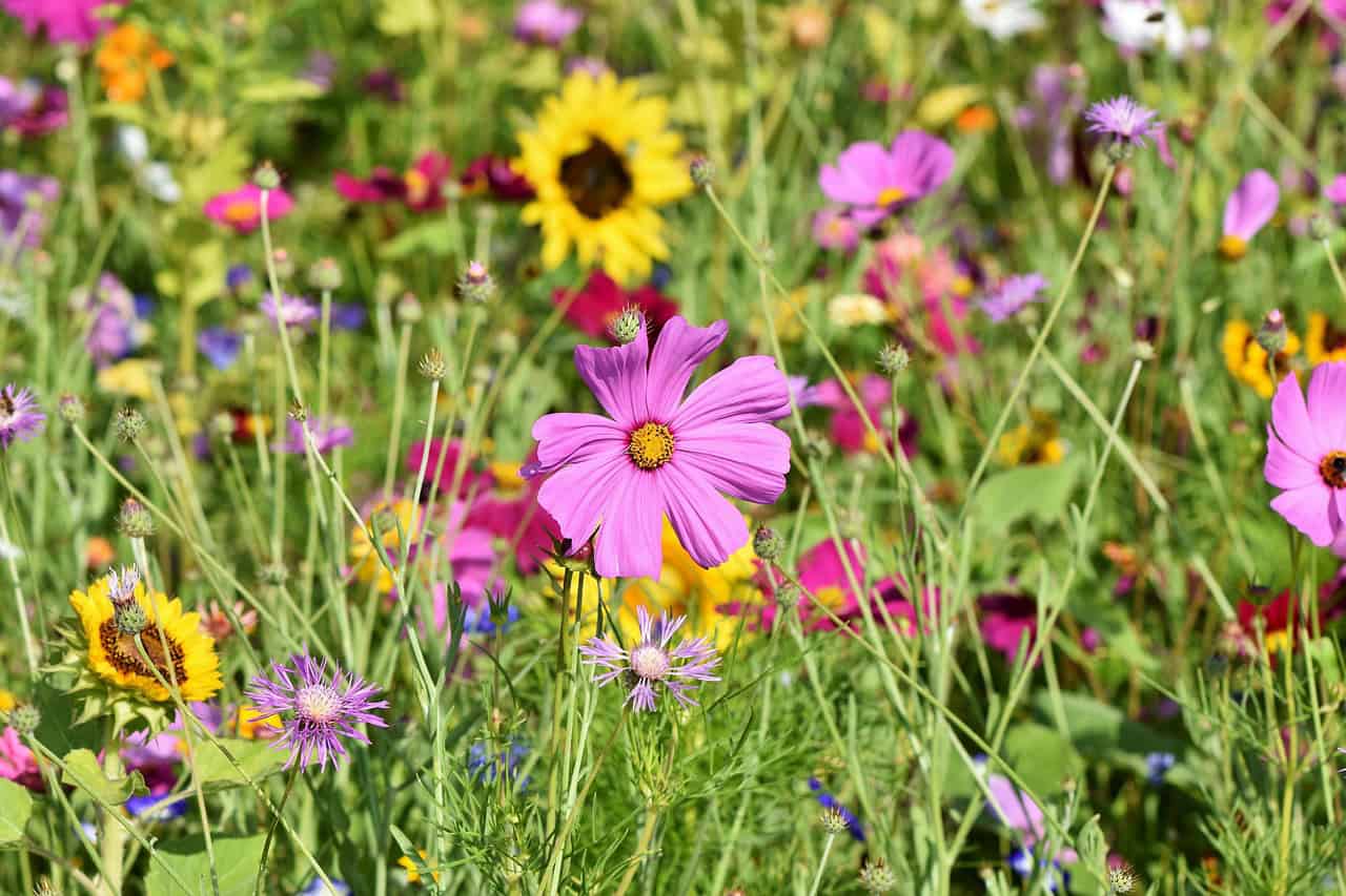 bloemenmengsel (Foto Pixabay)