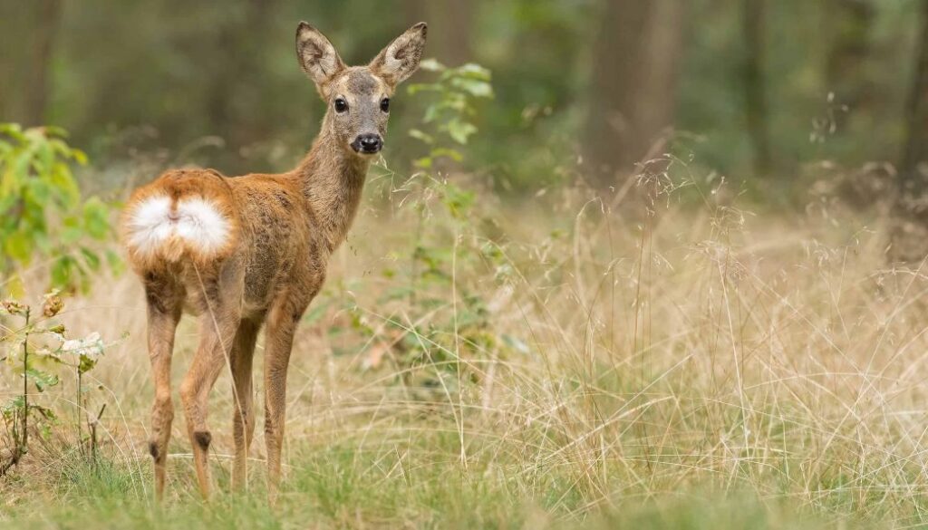 Ree - foto Mark van Els Staatsbosbeheer