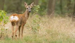 Ree - foto Mark van Els Staatsbosbeheer