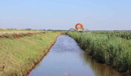 Beregenen uit de sloot WDODelta-gebied foto aangeleverd