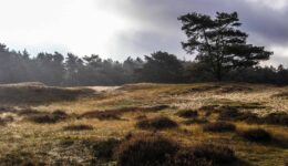 Drouwenerzand - foto aangeleverd