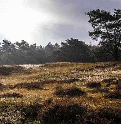 Drouwenerzand - foto aangeleverd