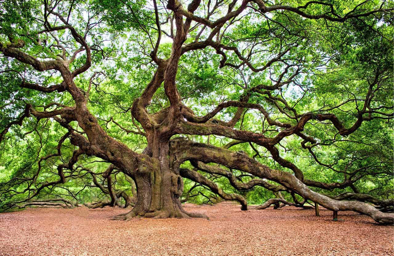 natuur (Foto Pixabay)