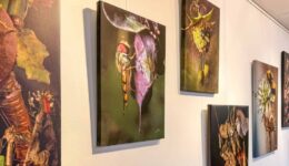 Expositie-Oog-in-oog-met-het-insectenrijk