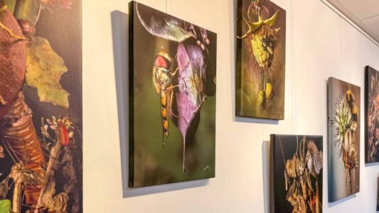 Expositie-Oog-in-oog-met-het-insectenrijk