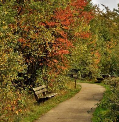 Herfstwandeling Drents-Friese Wold - foto aangeleverd
