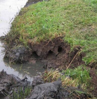 Gerede aardverschuiving en afwateringsproblemen langs een graskant bij een rivier of kanaal. Het beeld toont de beschadigde bodem en de insnijdingen in het talud door water en regenval.