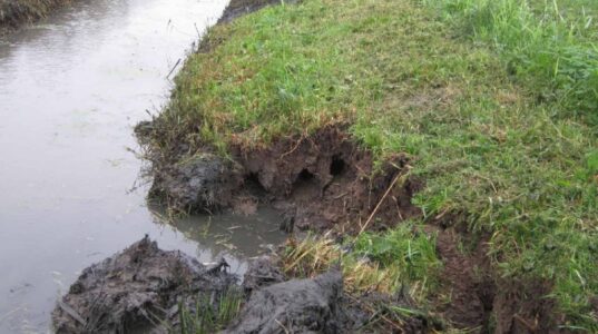 Gerede aardverschuiving en afwateringsproblemen langs een graskant bij een rivier of kanaal. Het beeld toont de beschadigde bodem en de insnijdingen in het talud door water en regenval.