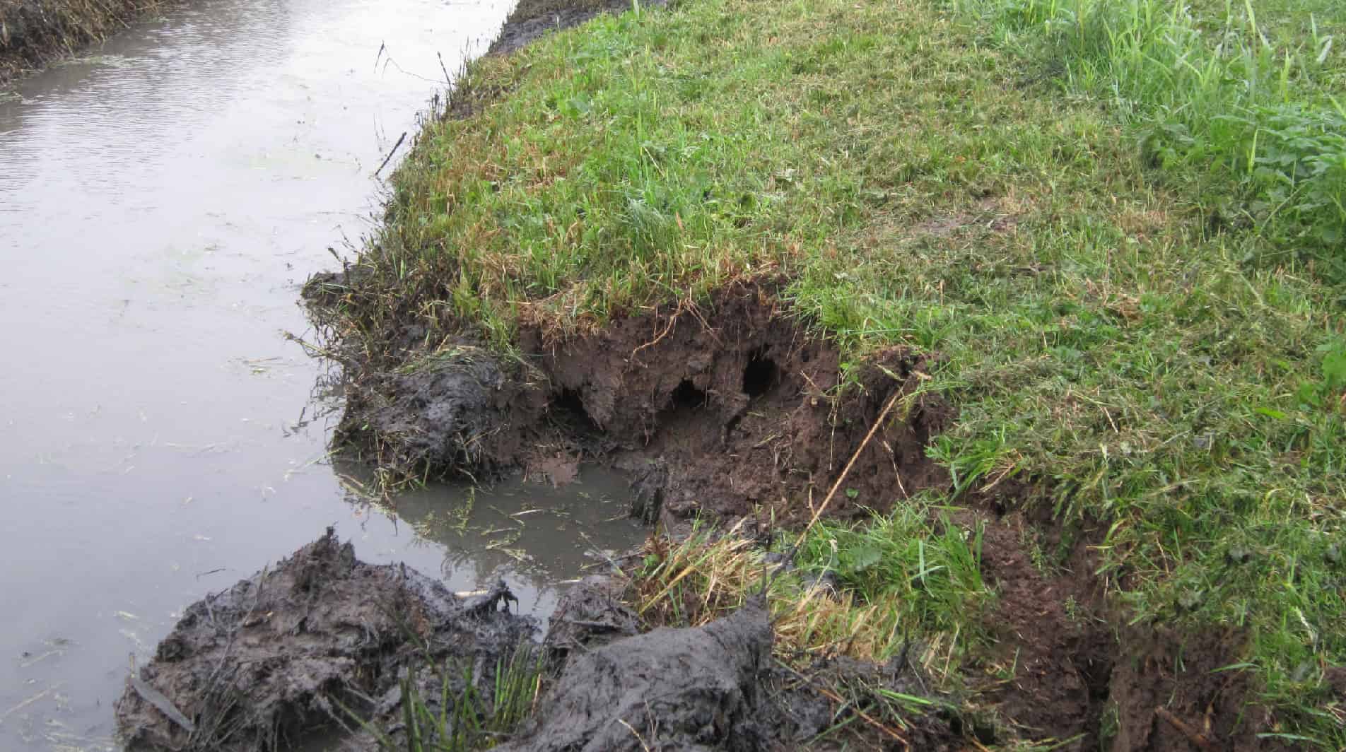 Gerede aardverschuiving en afwateringsproblemen langs een graskant bij een rivier of kanaal. Het beeld toont de beschadigde bodem en de insnijdingen in het talud door water en regenval.