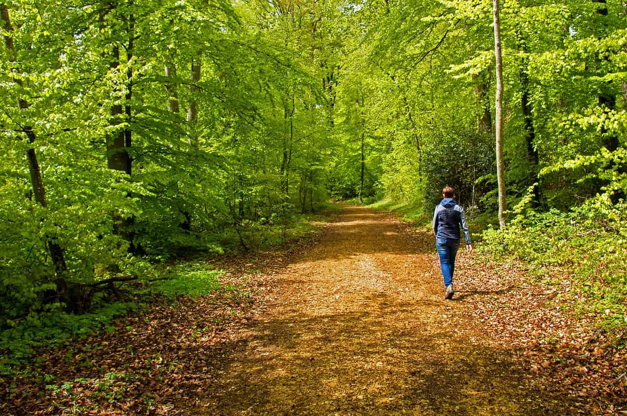 boswandeling (Foto Pixabay)