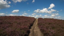de Gasterse Duinen - foto aangeleverd