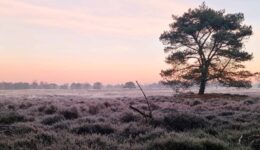 Drentsche Aa herfst groote zand - foto NP Drentsche Aa