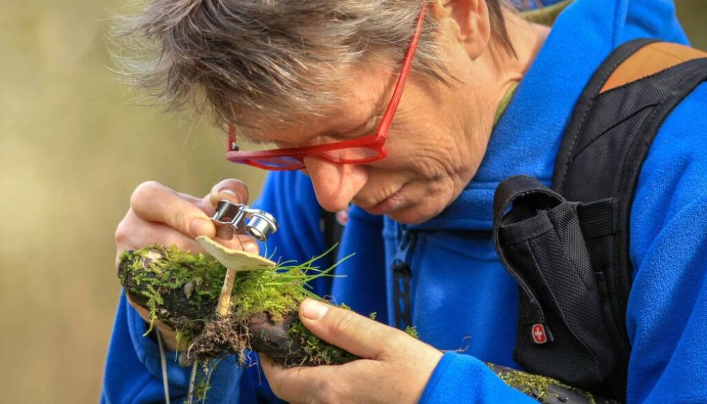 Weergave van een mannelijke boswachter of natuuronderzoeker die met een vergrootglas een paddenstoel bestudeert, omringd door groene moss en natuur, met focus op biodiversiteit en natuurbehoud.